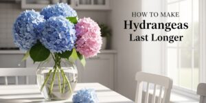hydrangeas-last-longer